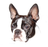 Bostoninterrieri kasvokuva